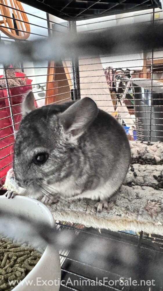 chinchilla for Sale