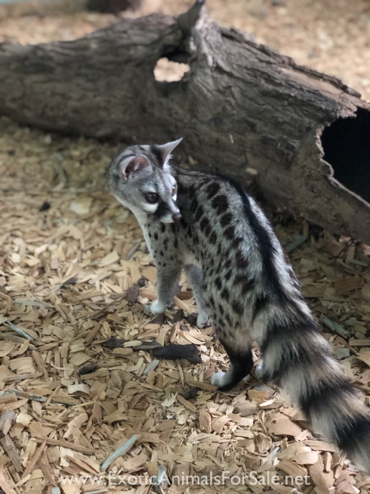 Small Spotted for Sale