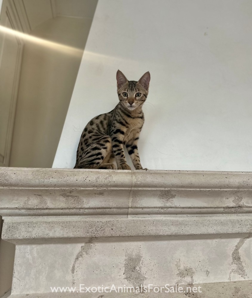 F4 Savannah Kitten for Sale