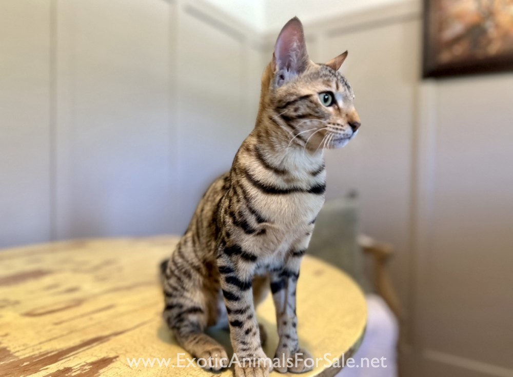 F4 Savannah Kitten for Sale