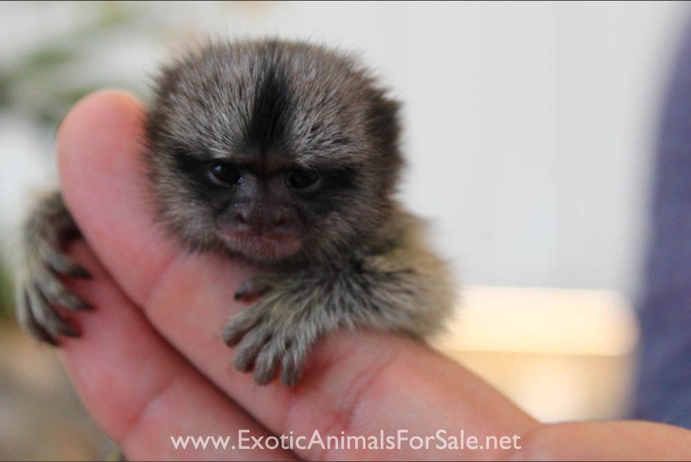 BABY MARMOSETS (AKA POCKET MONKEY AVAILABLE !!) FINANCING AVAILABLE