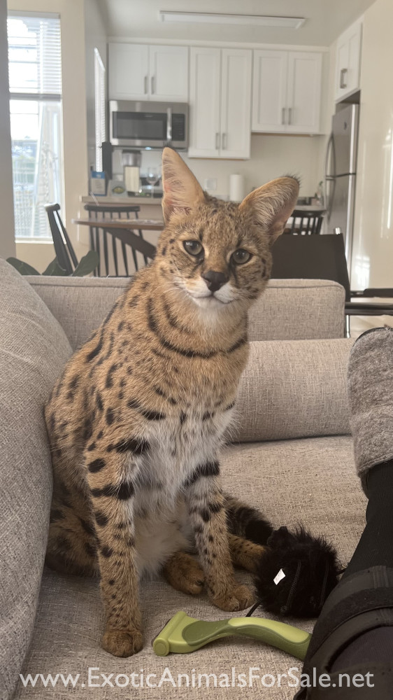 Well trained adult savannah cat (75 serval) for Sale