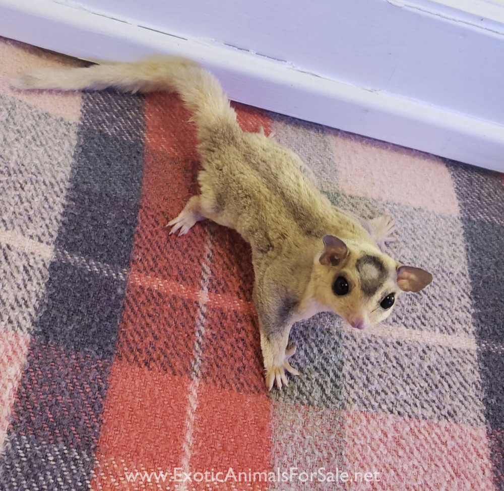 Sugar gliders for Sale