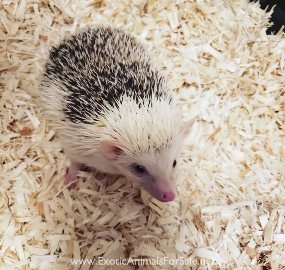 Hedgehogs for Sale