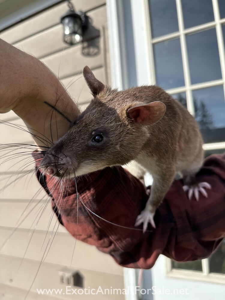 South African Pouch Rat for Sale