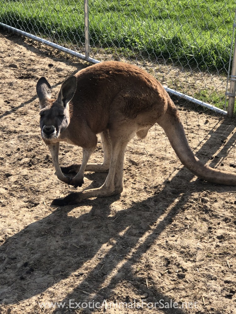 2 Male Kangaroos for Sale