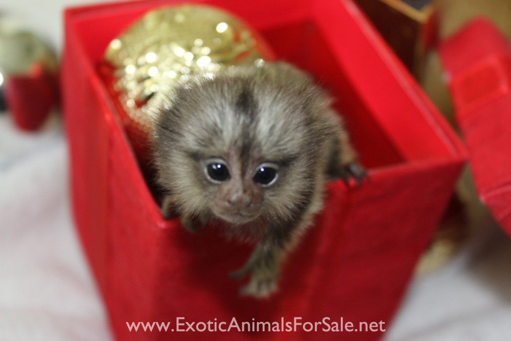 BABY MARMOSETS (AKA POCKET MONKEY AVAILABLE !!) FINANCING AVAILABLE