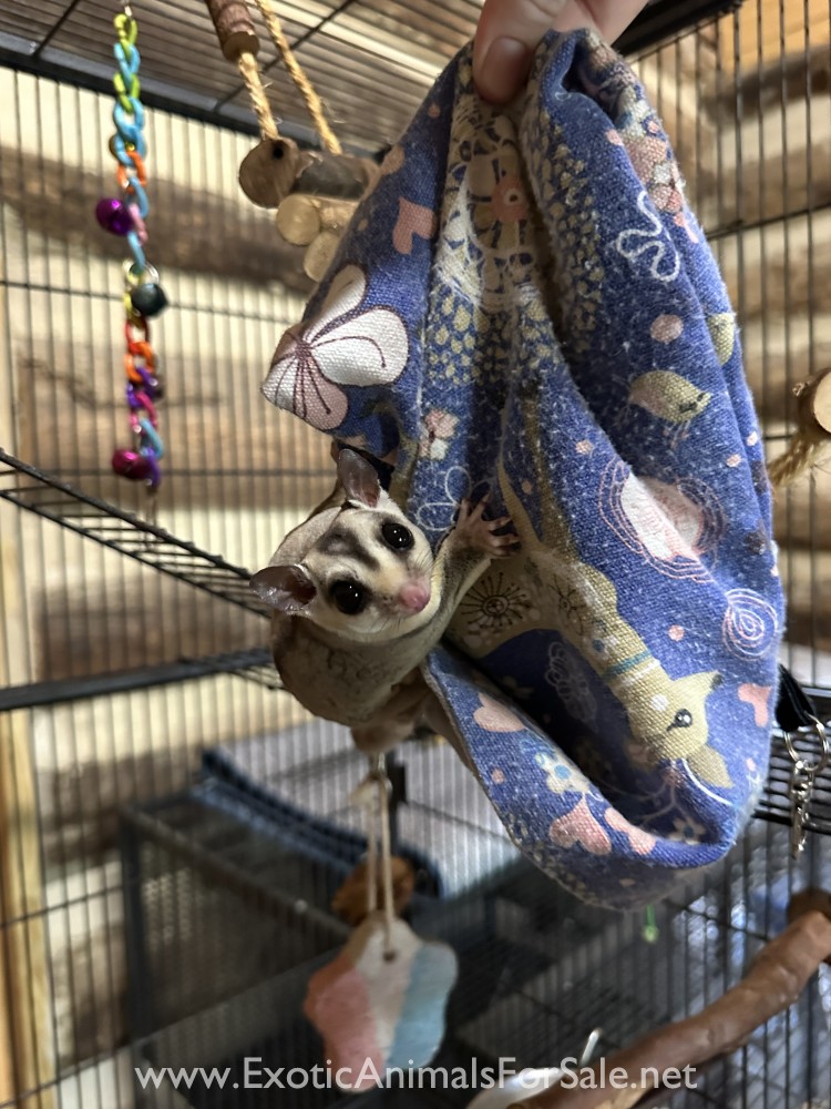 Sugar Gliders for Sale