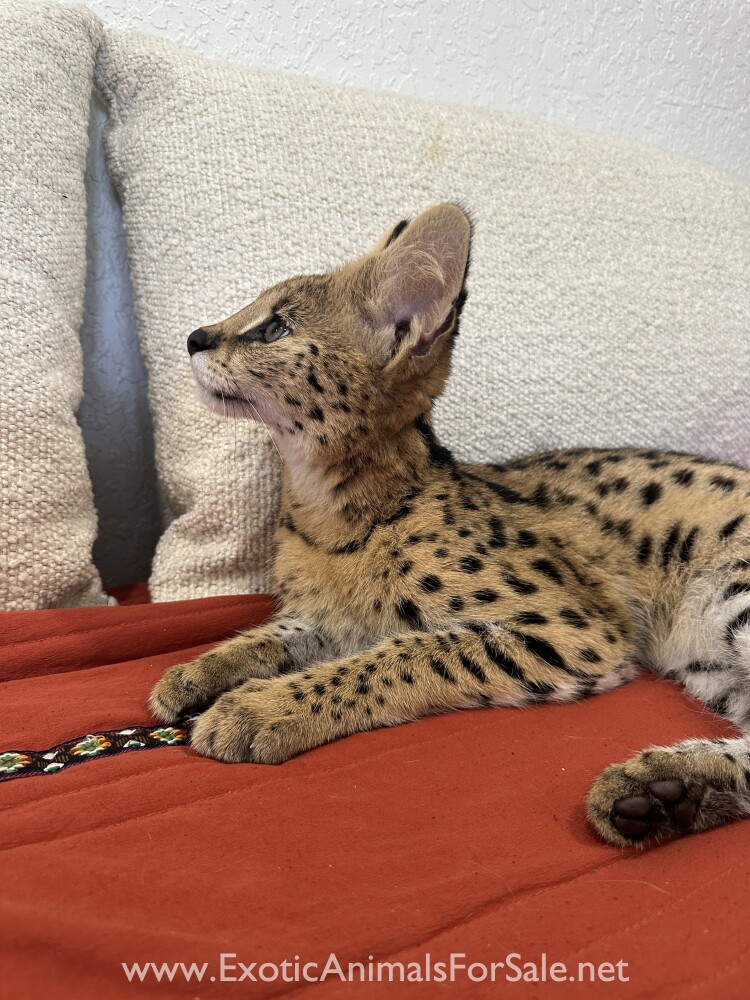 5 MONTH OLD AFRICAN SERVAL BOY for Sale