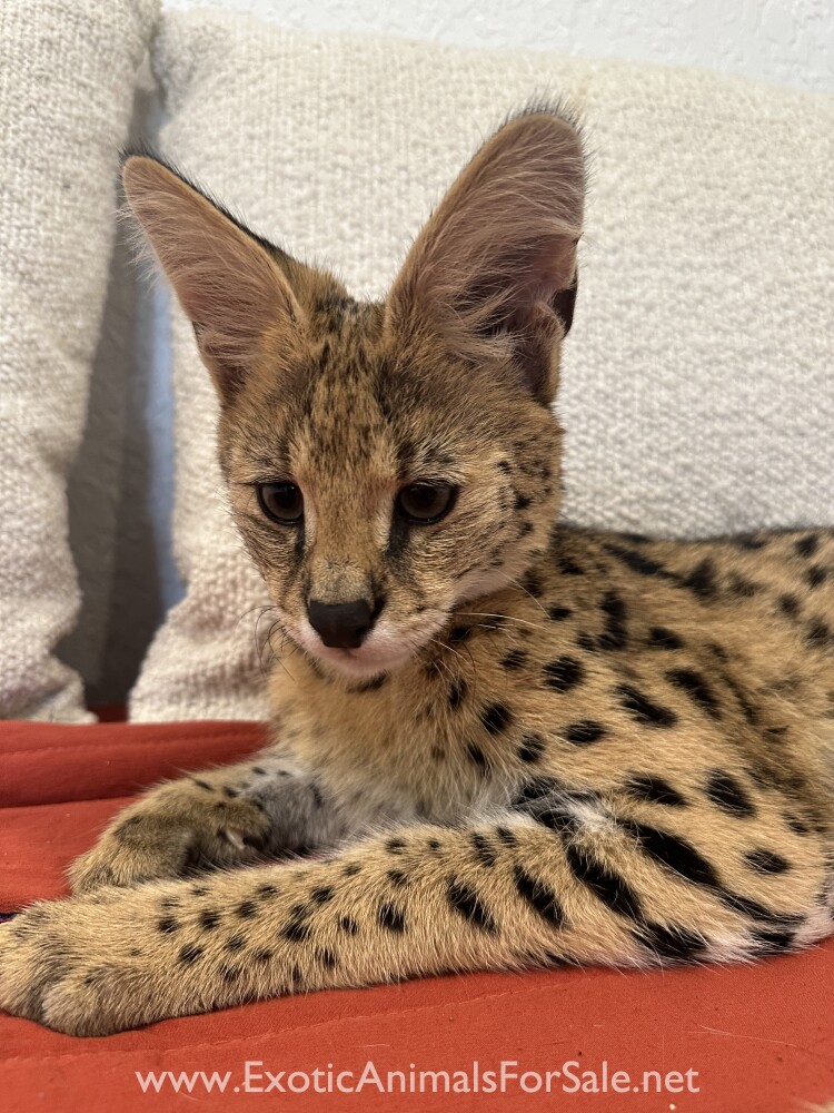 5 MONTH OLD AFRICAN SERVAL BOY for Sale