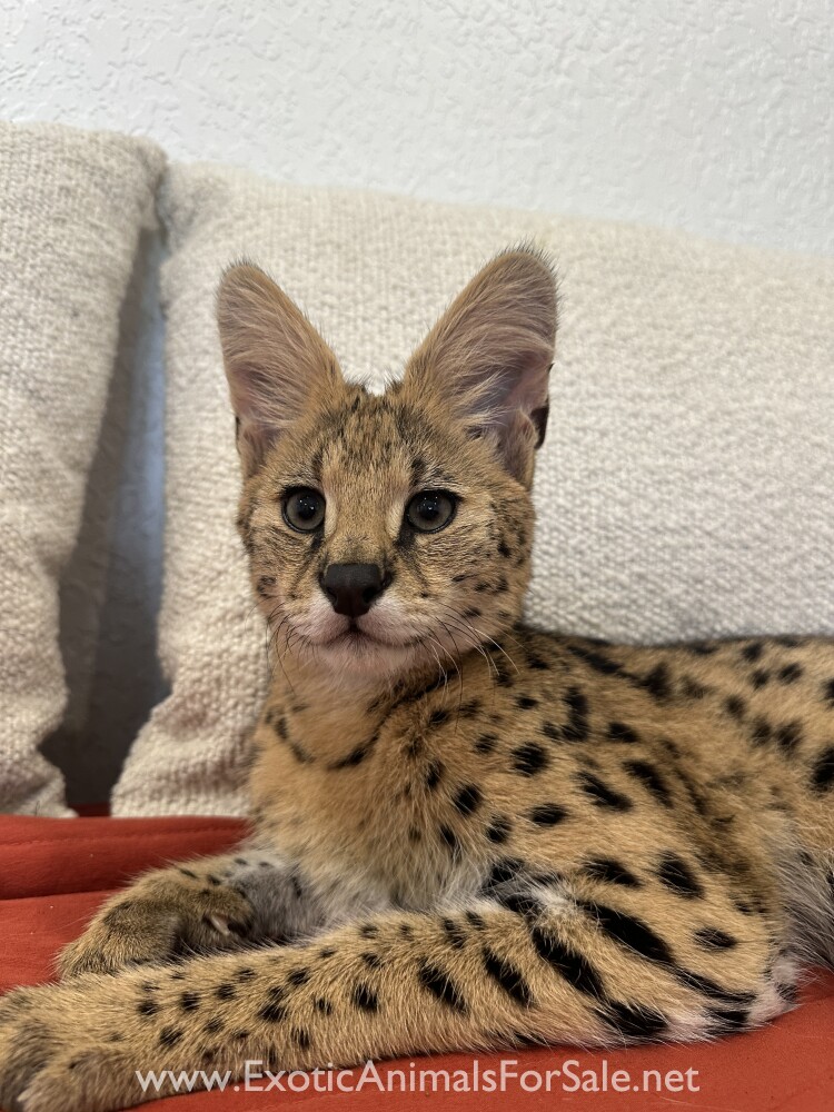 5 MONTH OLD AFRICAN SERVAL BOY for Sale