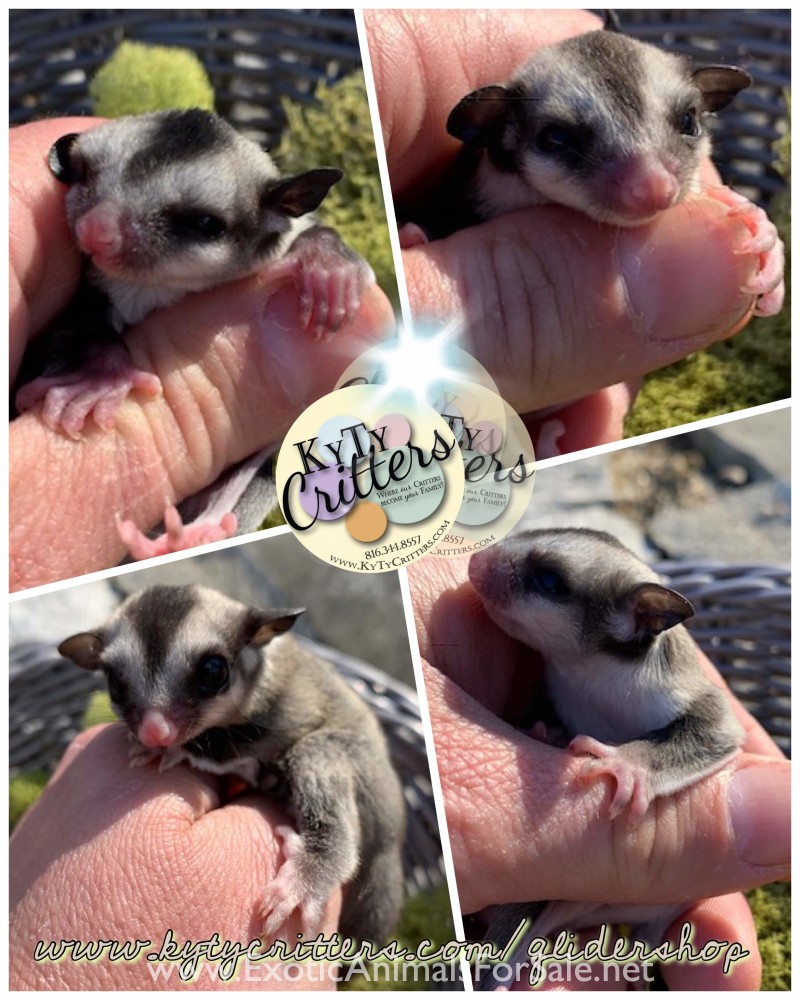Sugar Glider Joeys! for Sale