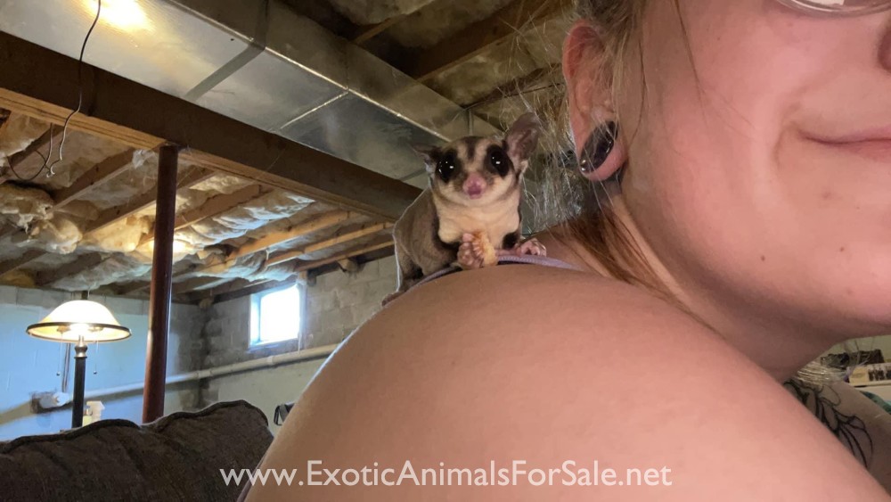 2 Female sugar gliders for sale with cage for Sale