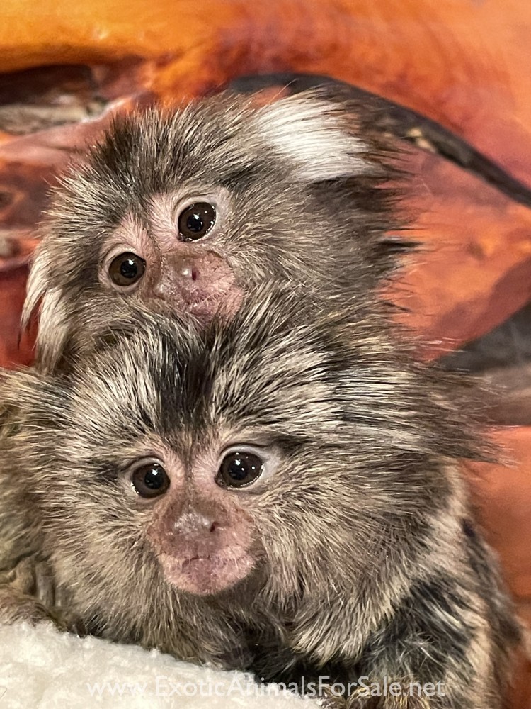 Baby Common Marmosets aka Finger Monkeys for Sale