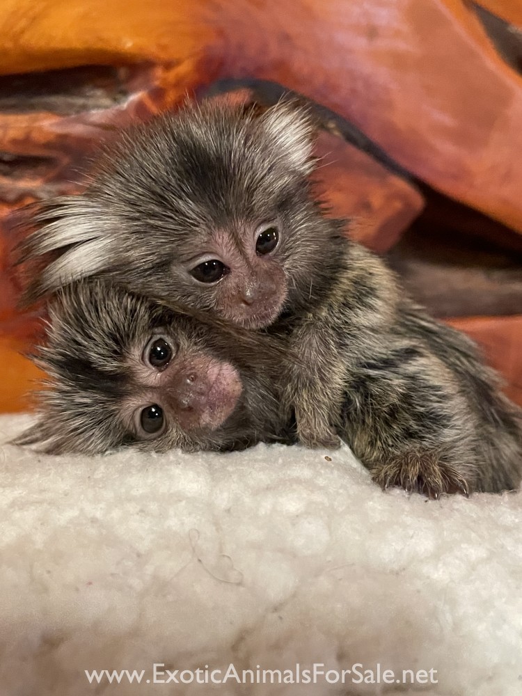 Baby Common Marmosets aka Finger Monkeys for Sale