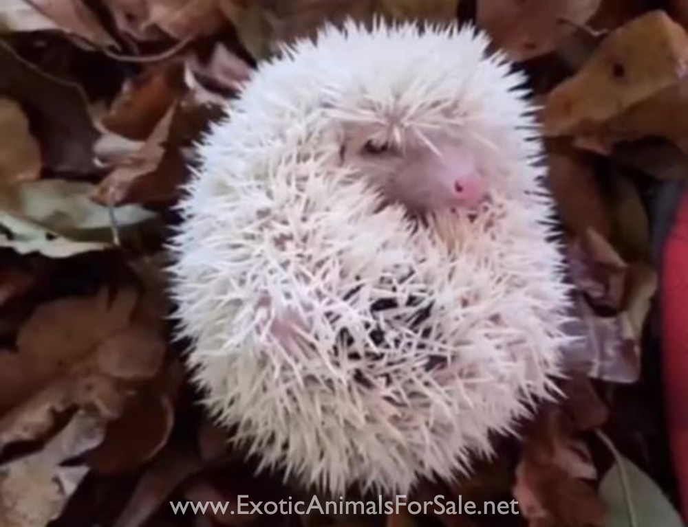 Hedgehogs for sale near me
