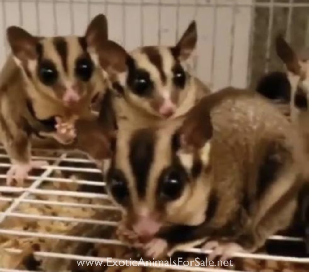 Sugar gliders for Sale