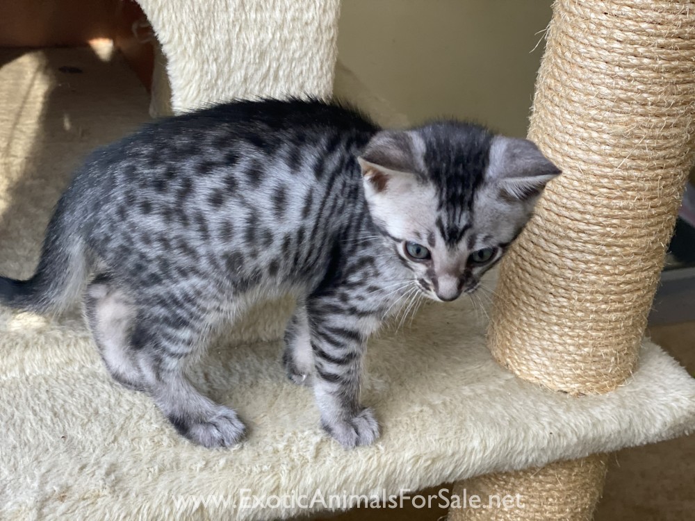 Savannah Kitten for Sale