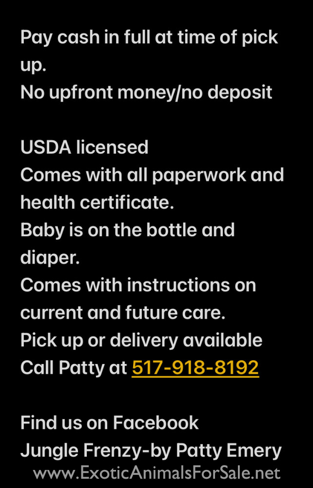 Black Cap Capuchin Monkey for Sale