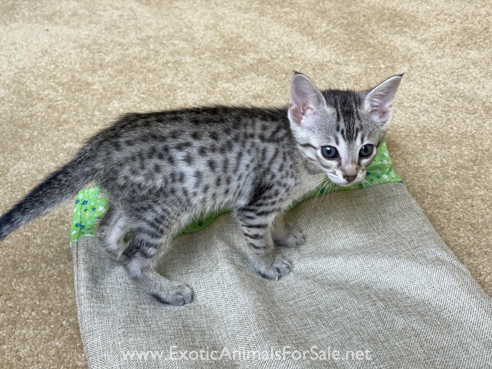 Servals For Sale
