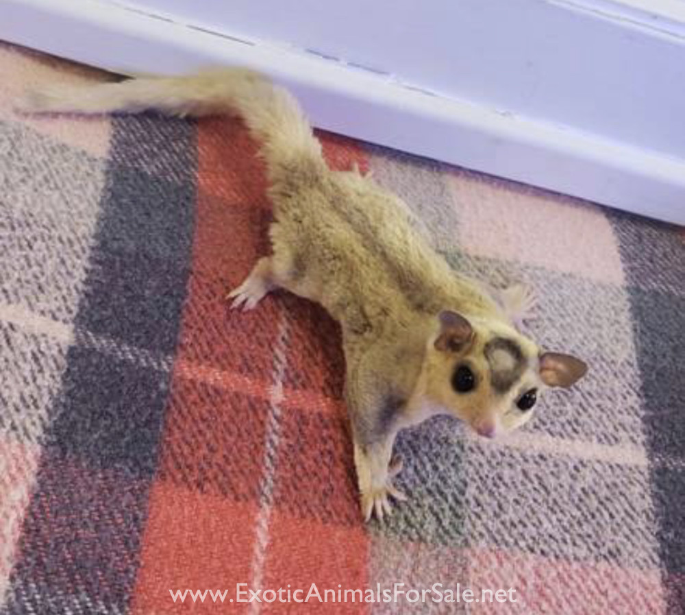 Sugar gliders for Sale
