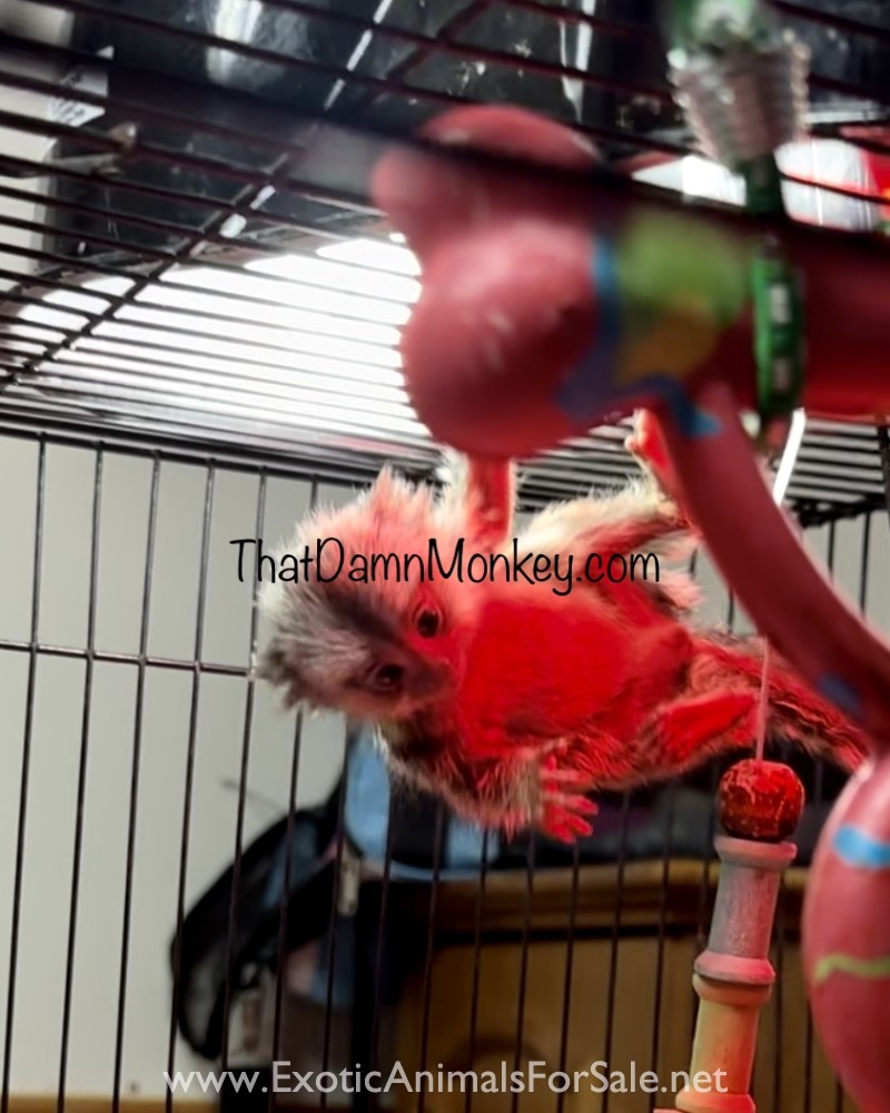 Marmoset monkey for Sale