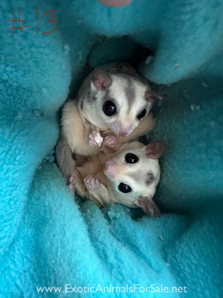 Pairs of breeding Sugar Gliders for Sale