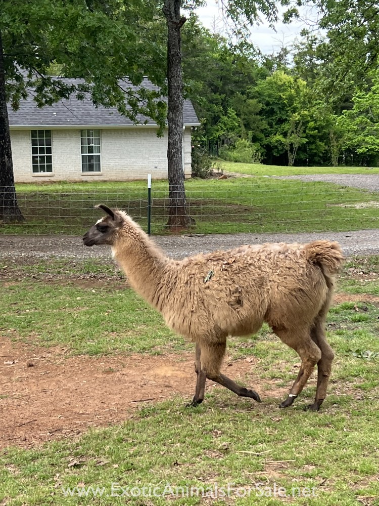 9 month old Male llama for sale for Sale