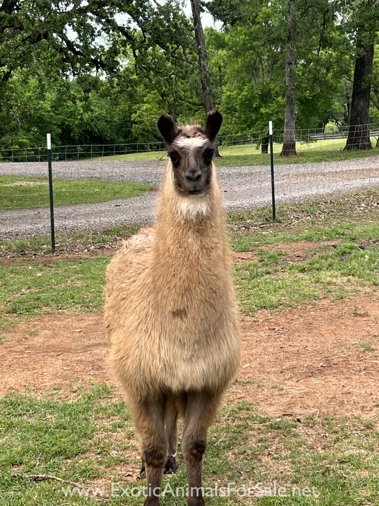 9 month old Male llama for sale for Sale