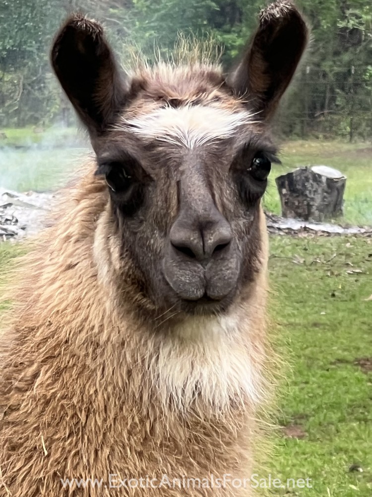 9 month old Male llama for sale for Sale