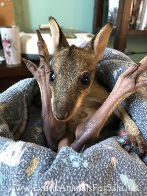 Wallabies For Sale