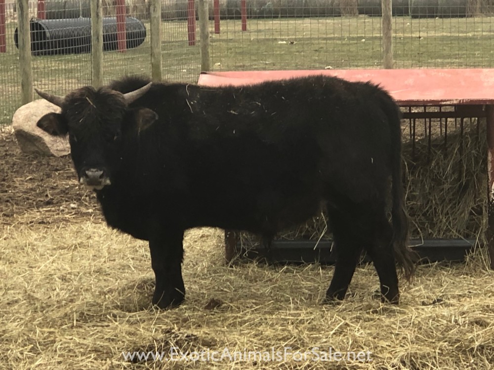 Pair of Mini Zebu for Sale