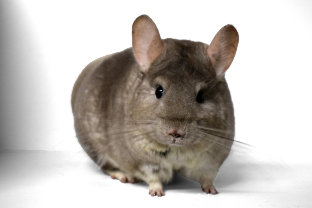 Various chinchillas for Sale