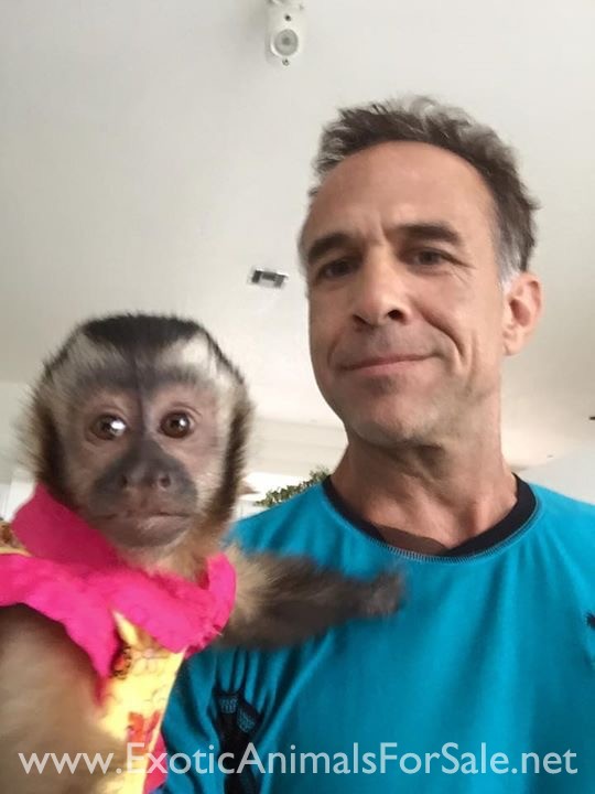 BABY CAPUCHIN MONKEYS FOR SALE !! WE ARE THE EXPERTS. FINANCING