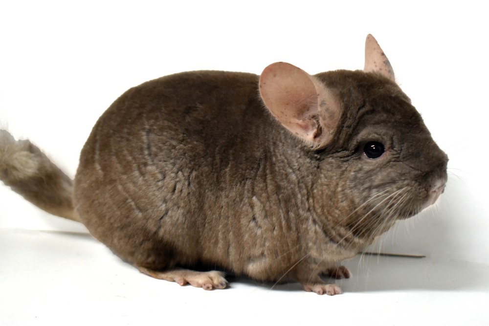 Various chinchillas for Sale