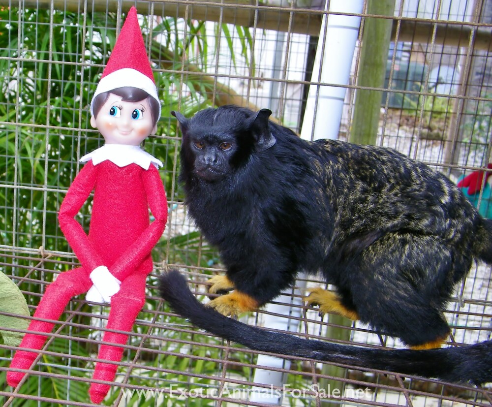 BABY RED HANDED TAMARIN AVAILABLE !!! DELIVERY, ADVANCED TRAINING ...