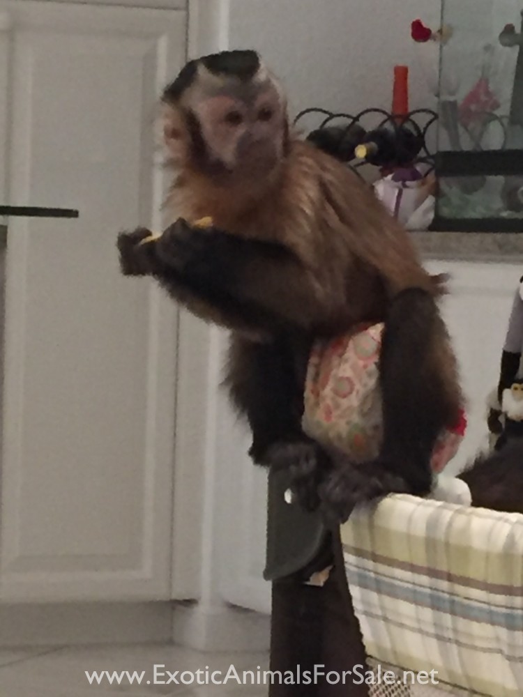 BABY CAPUCHIN MONKEYS FOR SALE !! WE ARE THE EXPERTS. FINANCING ...