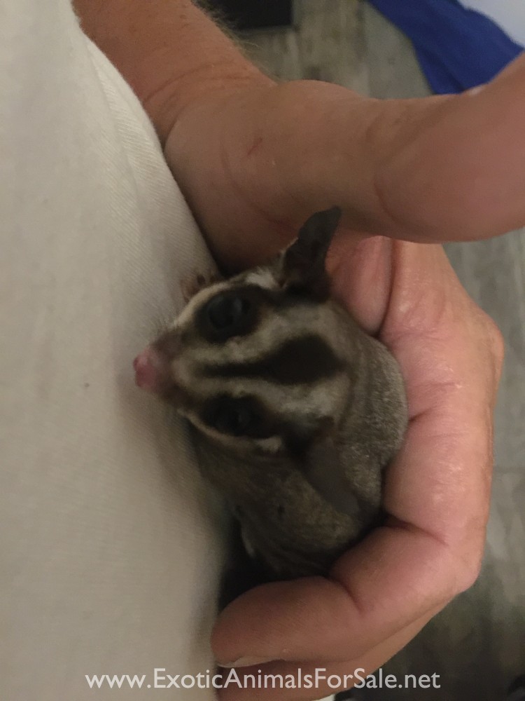 Sugar Gliders for Sale