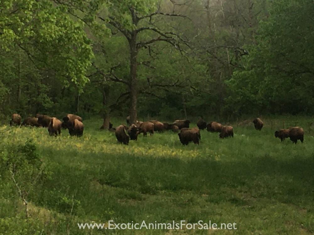 North American Plains Bison for Sale