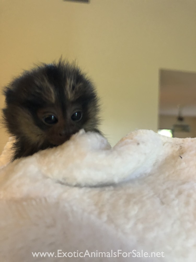 Marmoset Monkeys Available and looking for their new forever homes for Sale