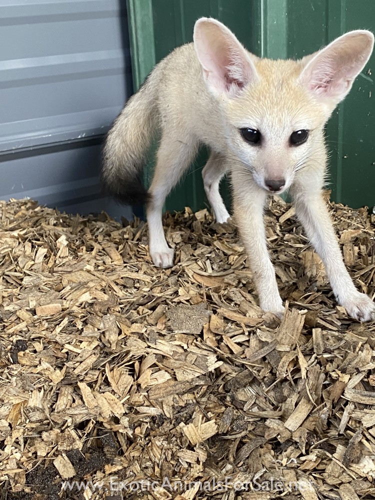 2 Male Pale Fox Kits born 5/26/21 for Sale