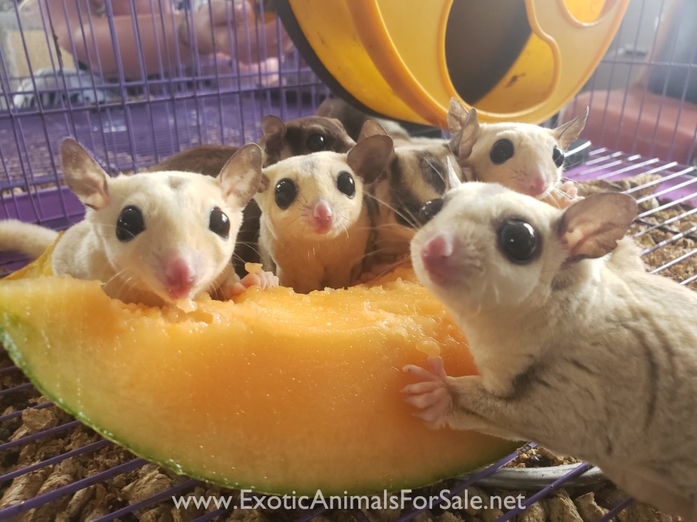 Sugar gliders for Sale