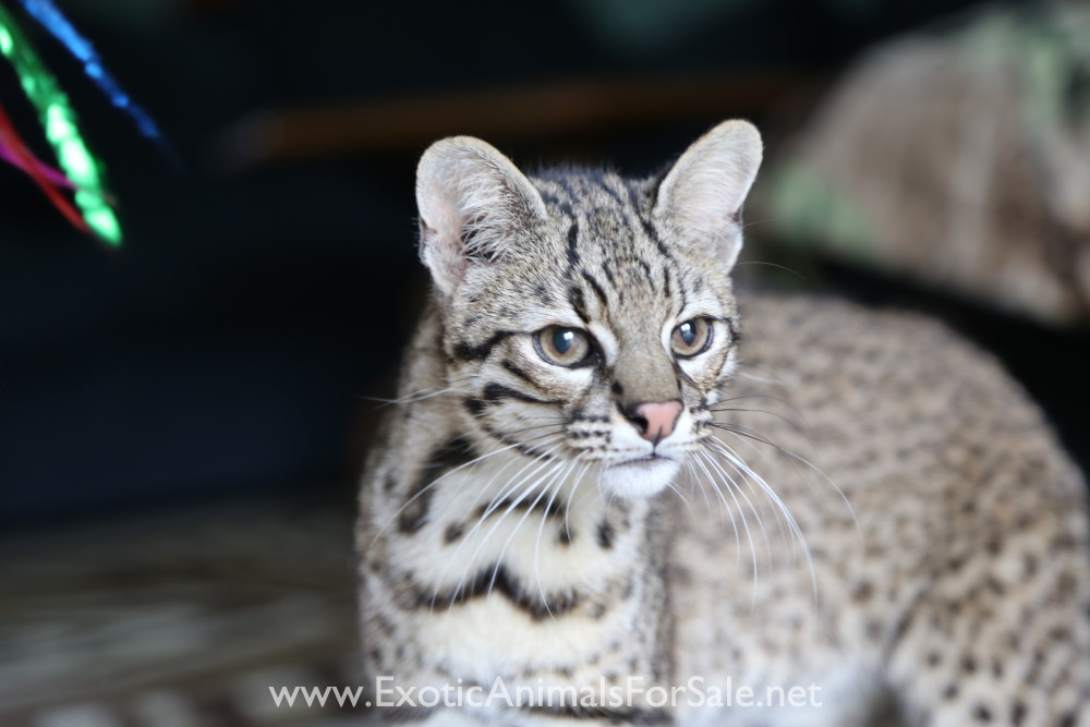 Geoffroy's Cat for Sale