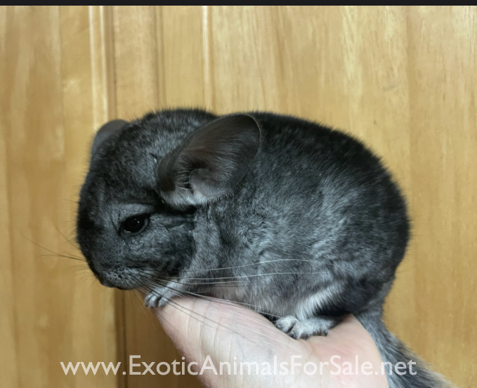 2 chinchillas (willa and pepper) Black ebony and standard grey for Sale