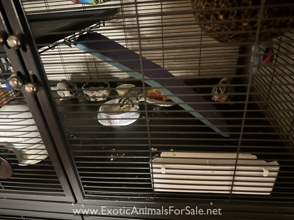Sugar gliders for Sale