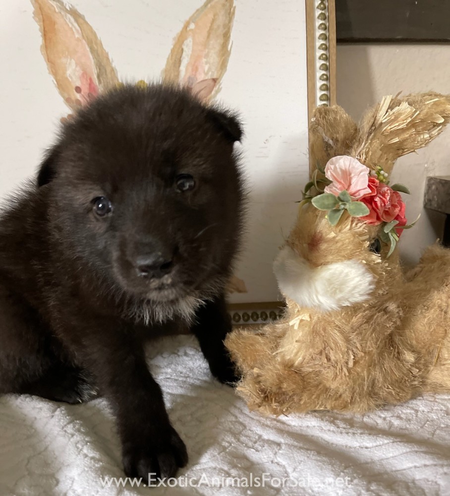 Howling Hickory Hollow ( Low Content puppies for sale) for Sale
