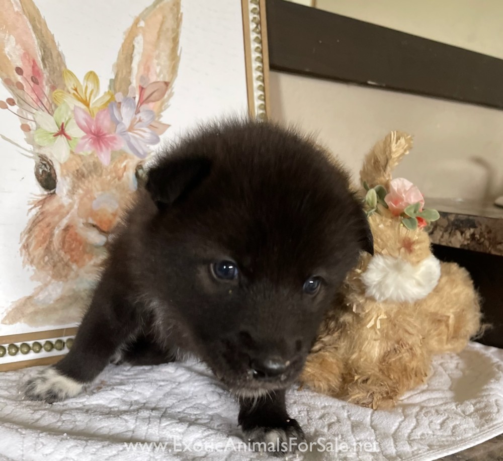 Howling Hickory Hollow ( Low Content puppies for sale) for Sale