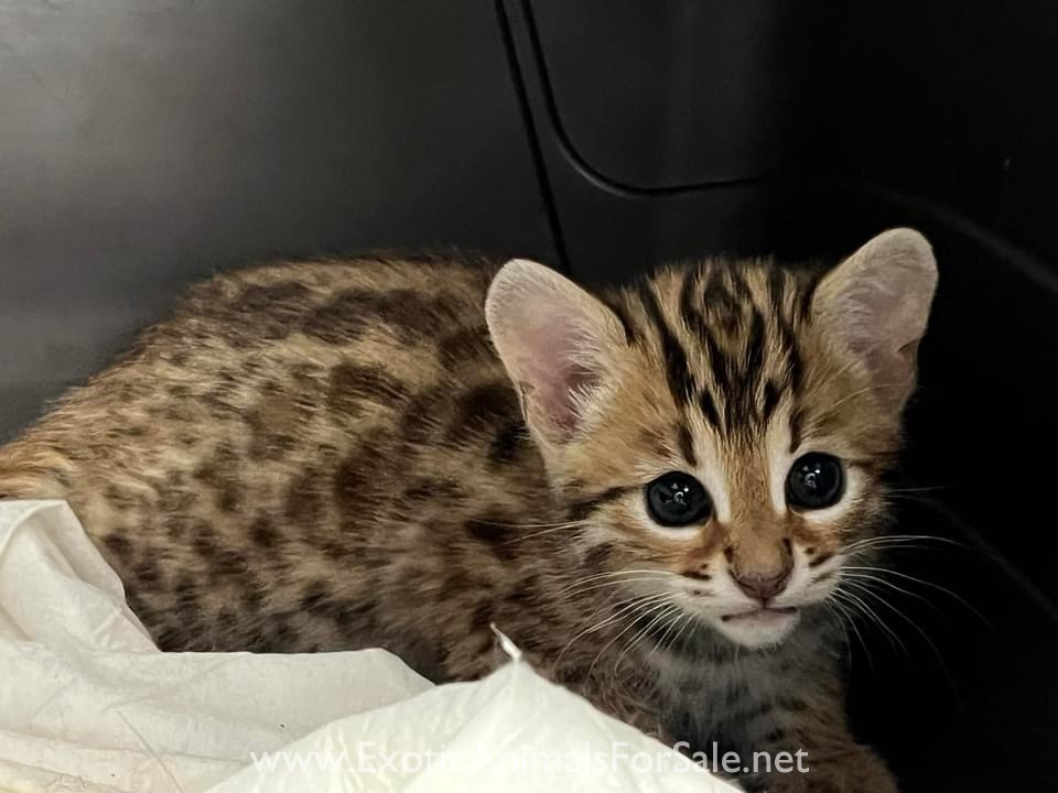 75 asian leopard cat for Sale