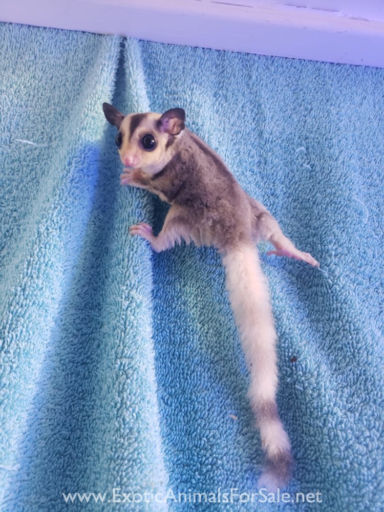 Sugar gliders for Sale