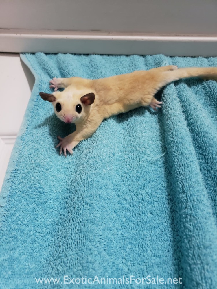 Sugar gliders for Sale